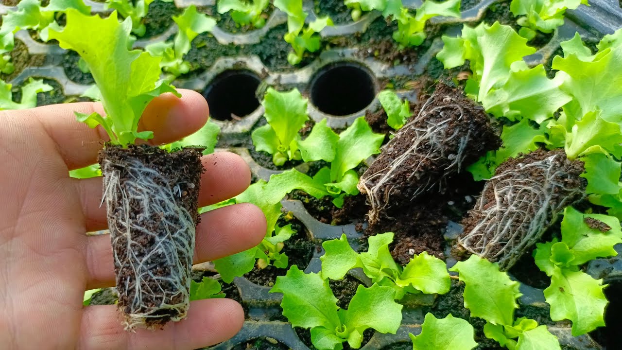 Marul Tohumu Ekimi ve Kaplı Tohum