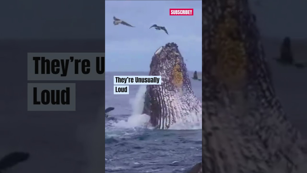 Fascinating Blue Whale Facts🐳 