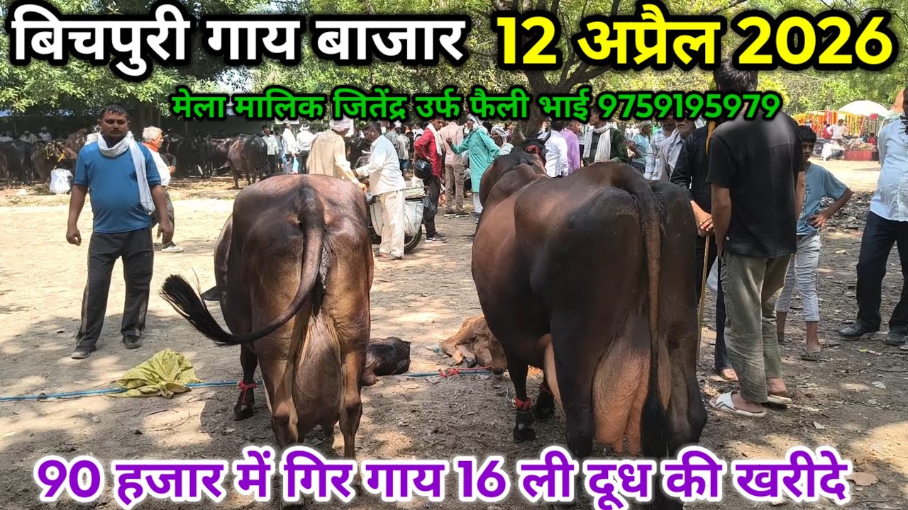 bichpuri pashu mandi ll 12 april 2026 l बिचपुरी गाय बाजार ll bichpuri gay bajar ll nitendrawithpashu
