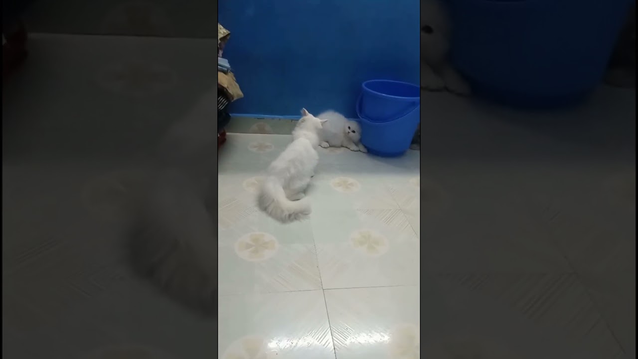 Cat fighting 🤪🤪🤪