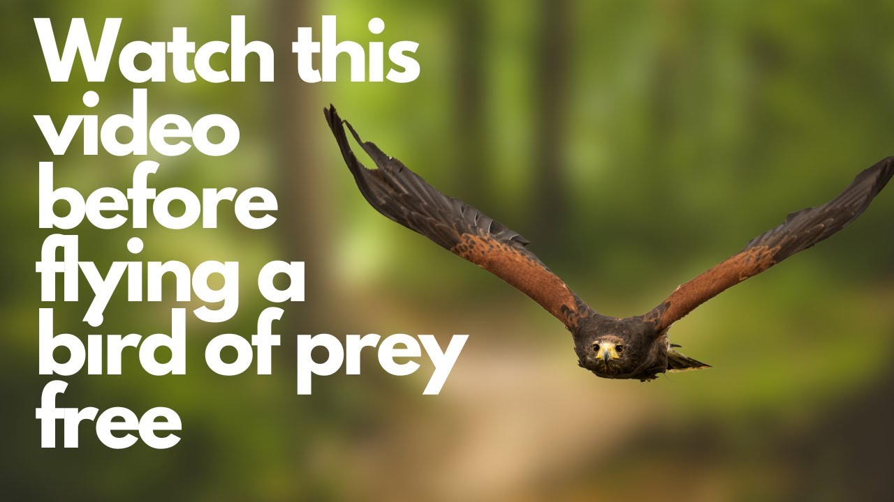 The 6 or 7 pre flight checks to do before flying any bird of prey