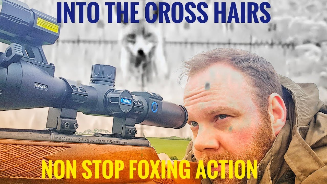 BEST FOXING ACTION : 10 MINS NON STOP FOX SHOOTING UPCLOSE WITH 22WMR(WATCH UNTIL END BEST SHOTS)