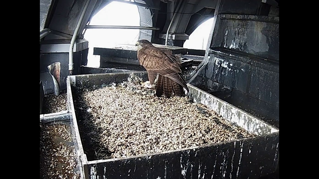 Buizerd (belaagd door Slechtvalk) pakt jonge duif uit nest op de Stevenstoren