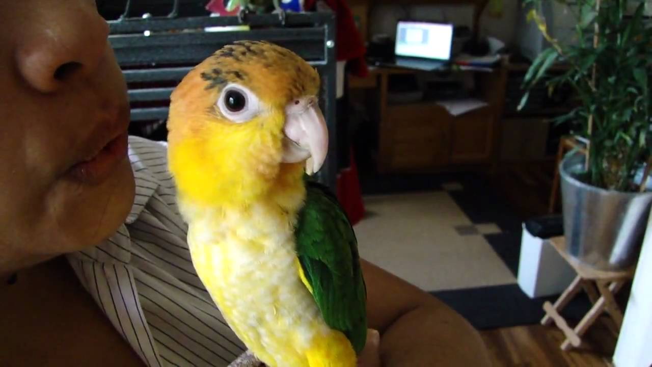 Caique Papegaai, Parkiet Tamme Vogel
