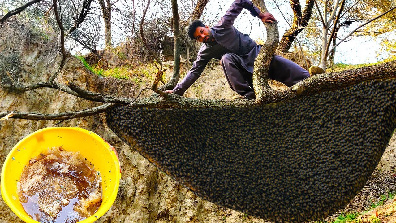 Million Dollars Skill - Big Honey Harvesting Beehive by Hands-