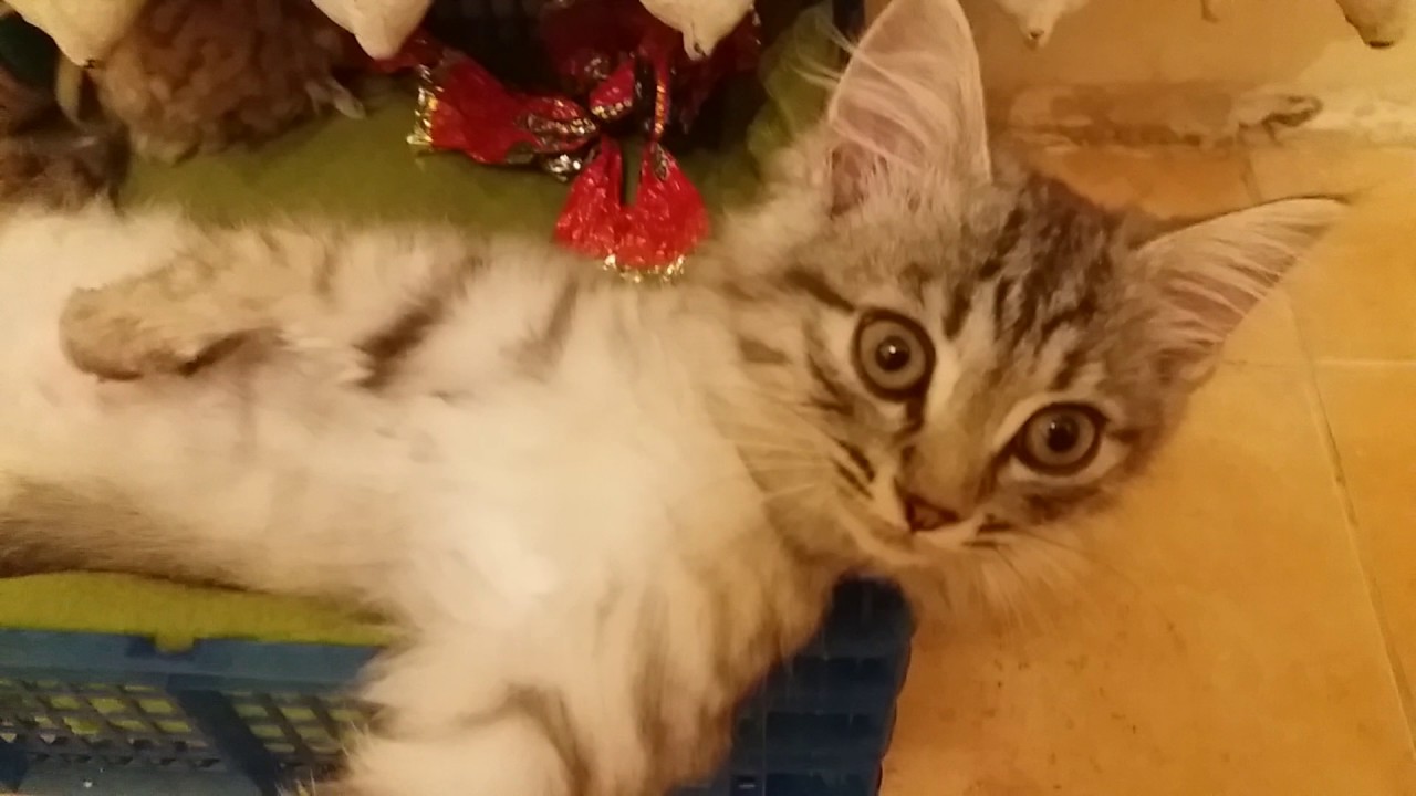 Мой кот храпун! Или как кот проводит вечера!