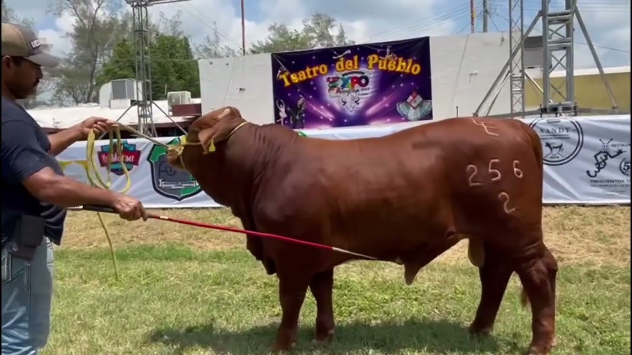 TORETES BEEFMASTER DE VENTA EN EXPO TUXPAN VERACRUZ.