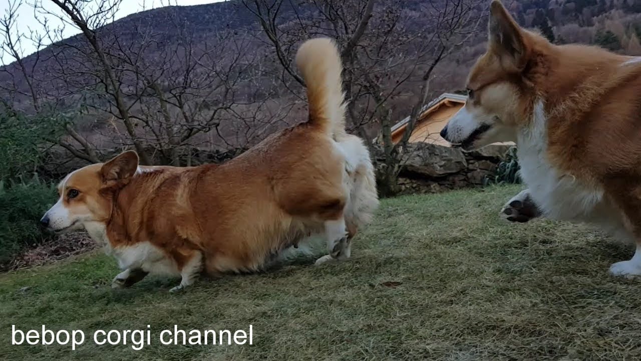 bebop corgi - parents to be