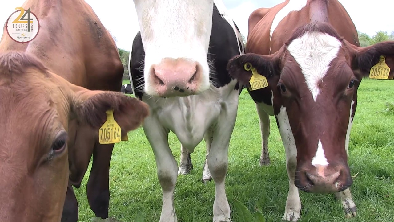 #Farm24 Cheese Farm