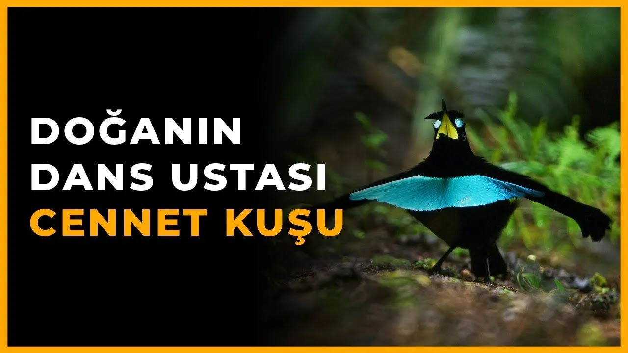 Cennet Kuşları - Doğanın Dans Ustaları - Hayvan Belgeselleri #kuşlar #hayvanlar #belgesel