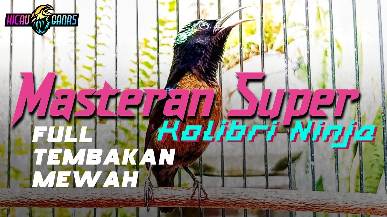 MASTERAN KONIN JUARA FULL ISIAN TEMBAKAN MEWAH PALING DICARI