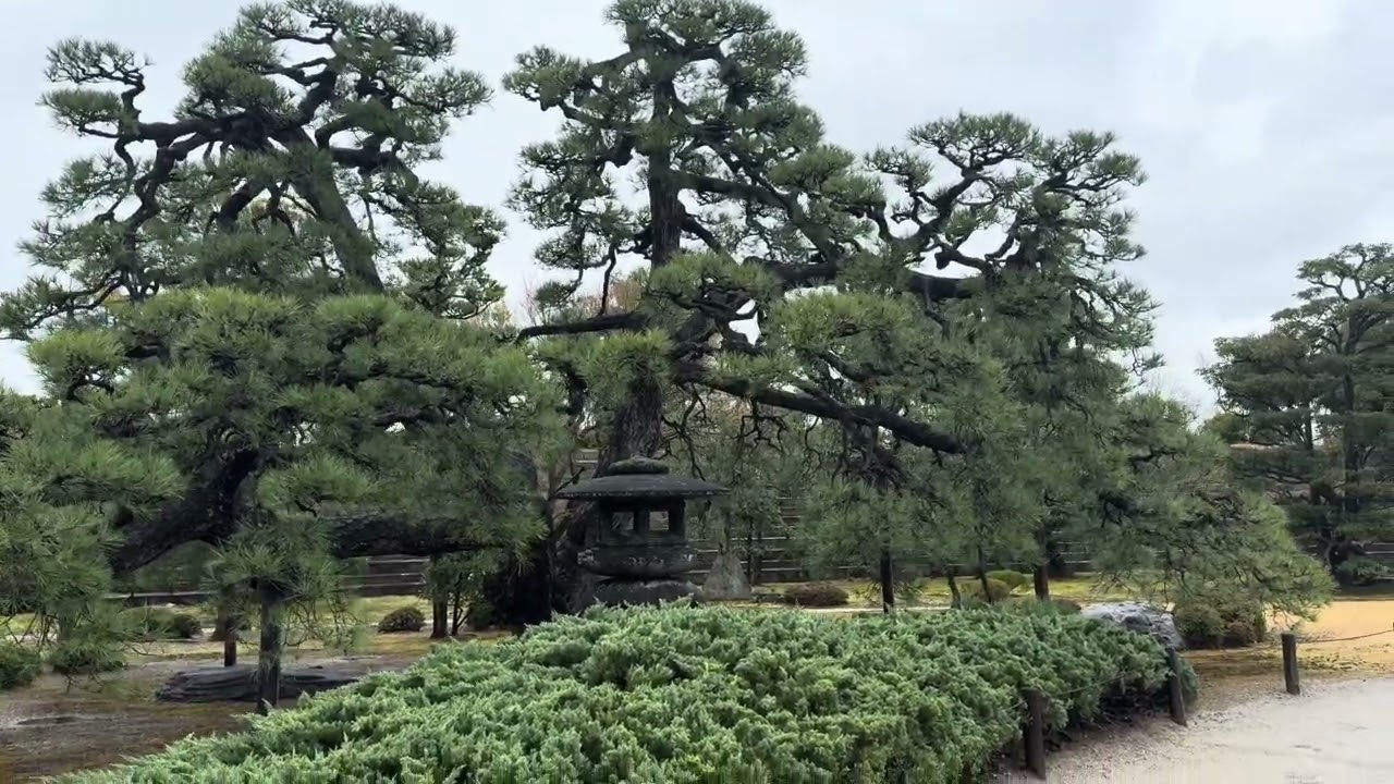 Day 49 Nijo Castle, Kyoto 3 March 2026