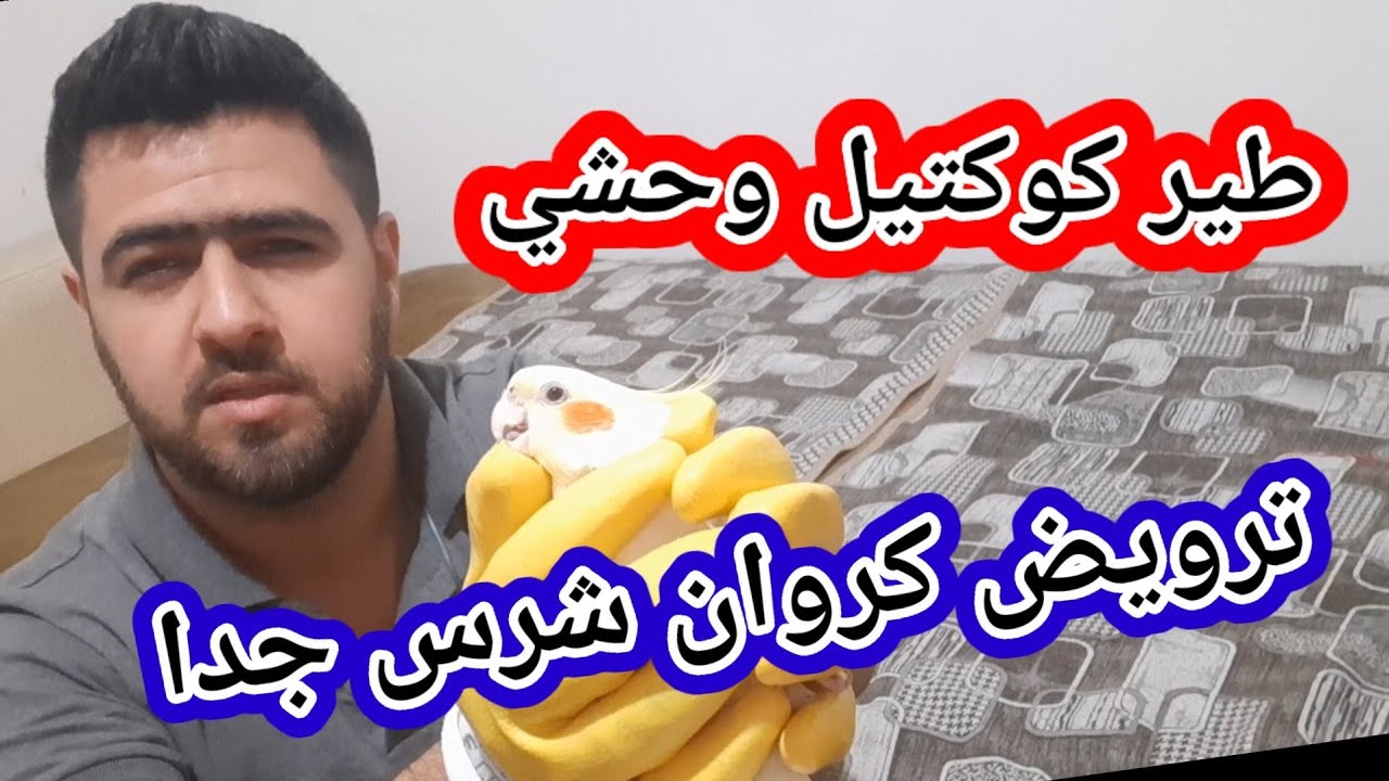ترويض كروان وحشي / ترويض كوكتيل شرس / الكروان يعض بدون توقف / لاتينو سكري