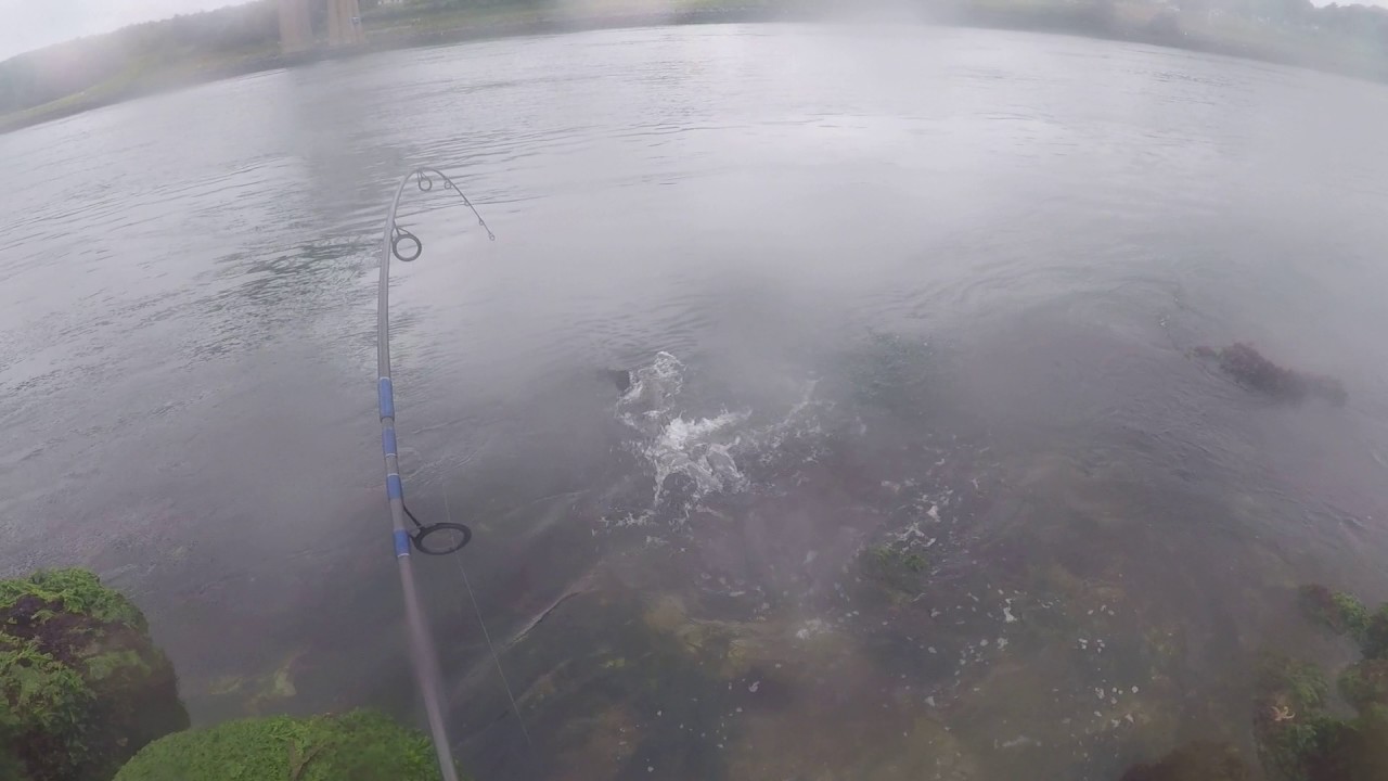 Big Striped Bass Smashes an SP minnow 10 feet from shore (Cape Cod Canal)