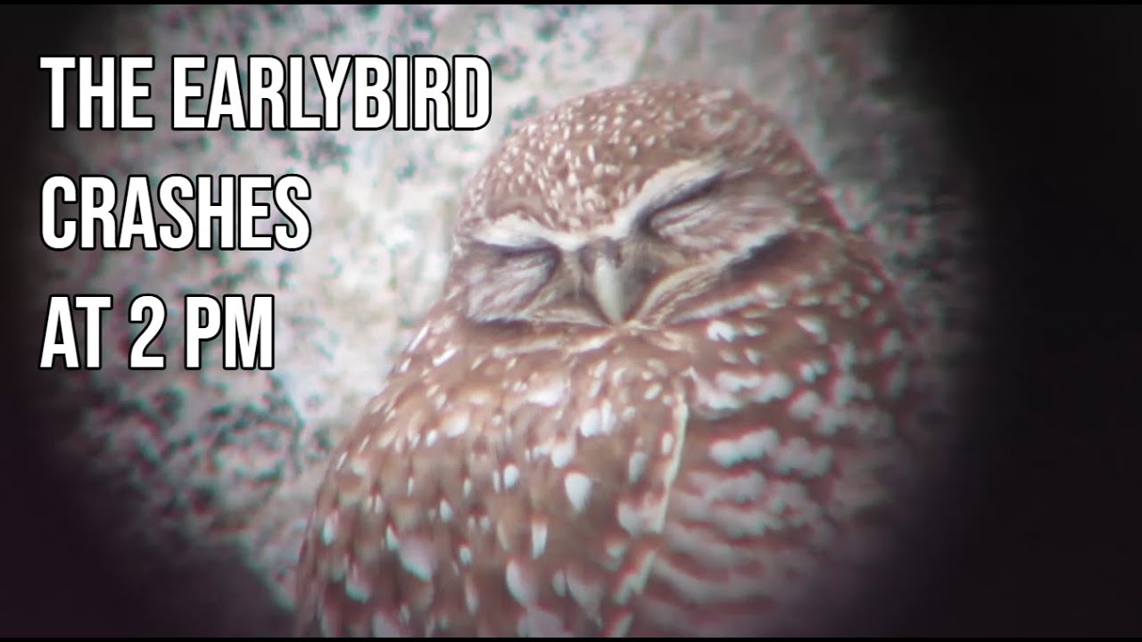 a playlist for earlybirds