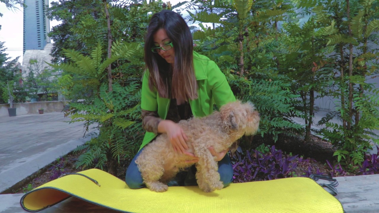 Masaje para Perritos
