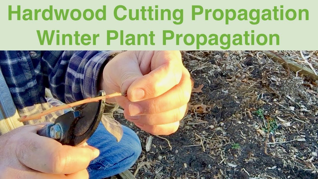 Hardwood Cutting Propagation | Winter Plant Propagation