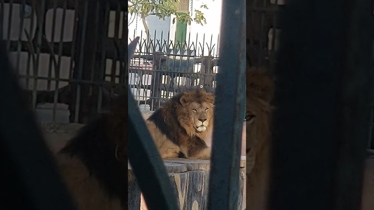 Zoo