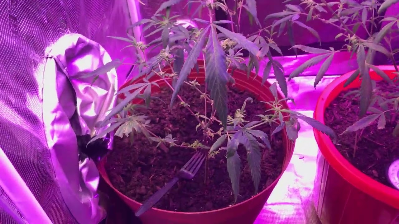 Real chocolate Thai wk 2 in Flower Going Bananas 🍌🍌🍌🍌💥