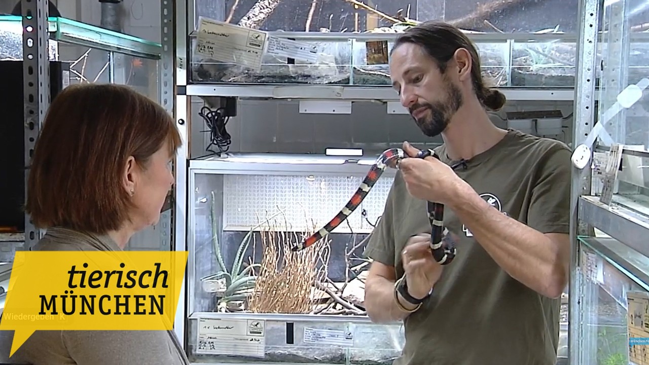 Tierisch München – Schlangen suchen ein Zuhause
