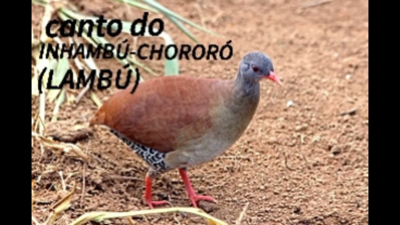canto do INHAMB&Uacute;. Conhecido tamb&eacute;m como LAMB&Uacute;.