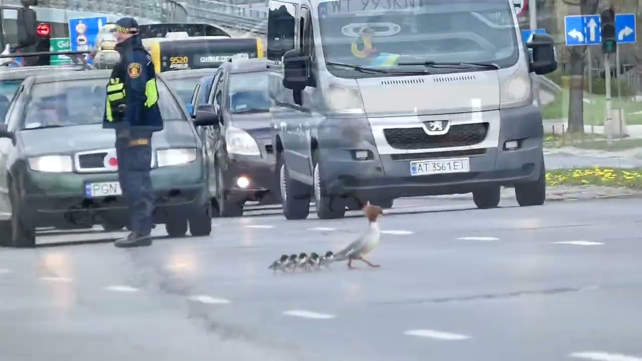 Nurogęsi gęsiego przez Wislostradę.