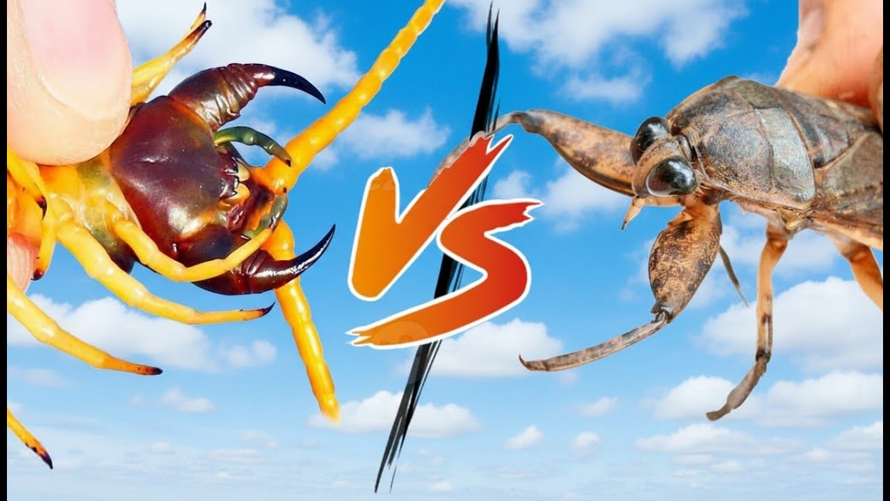 CENTOPÉIA DO DESERTO vs INSETO AQUÁTICO GIGANTE! | Comparação dos Mordidos Mais Doídos