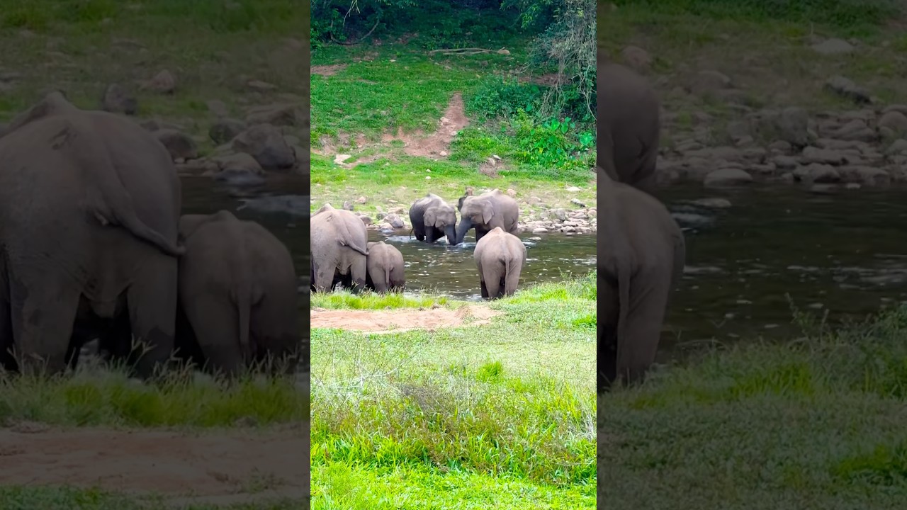 Anakulam Munnar Kerala Group of wild elephants #munnar #idukki #kerala #anakulam #elephant #india