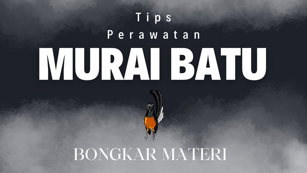 Tips Perawatan Murai Batu Agar Gampang Bongkar Materi ‼️