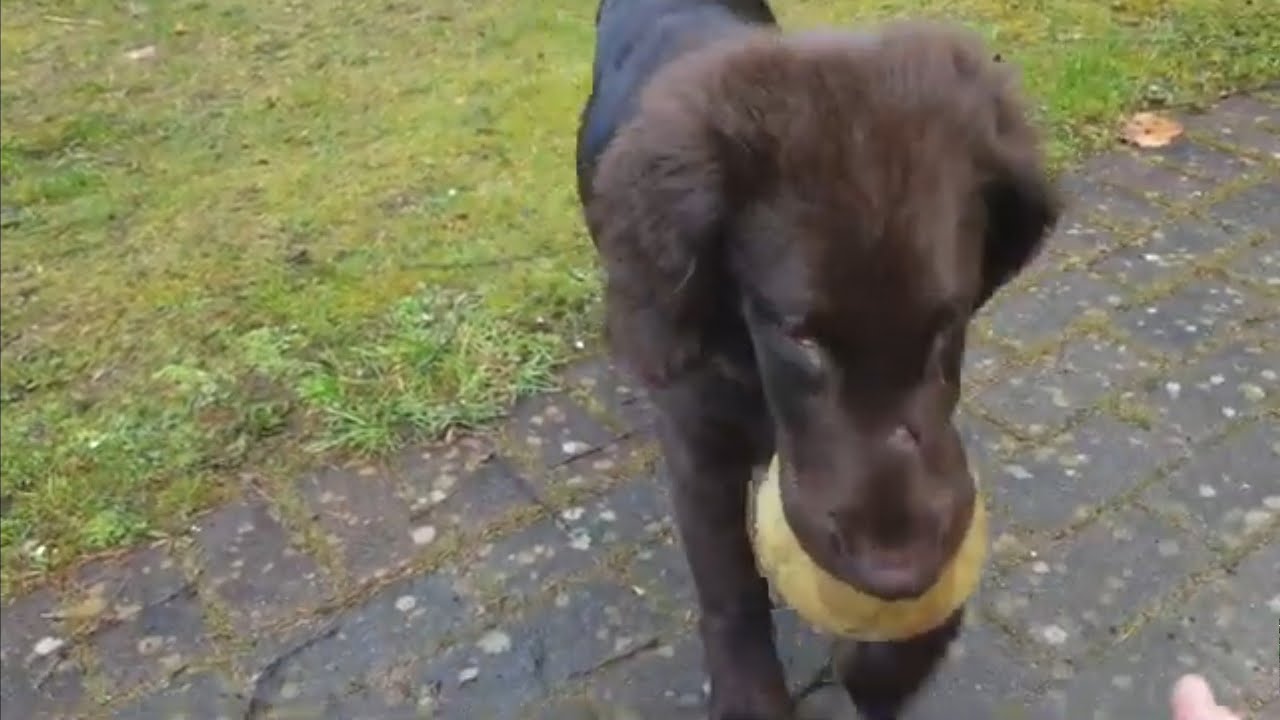 Flat Coated Retriever Welpe Auri apportiert mit 15 Wochen. @therapiehundrotondo