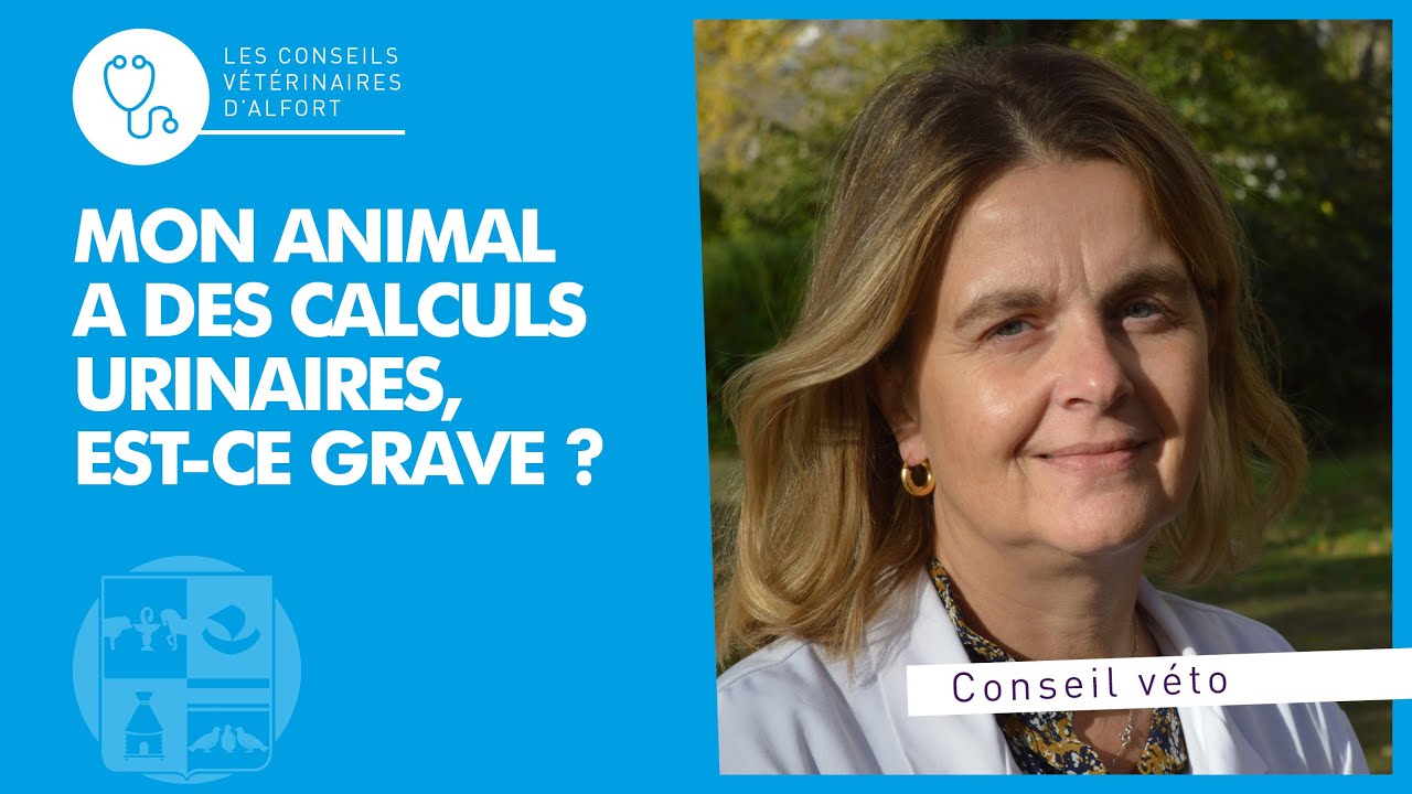 Mon animal a des calculs urinaires, est-ce grave ?