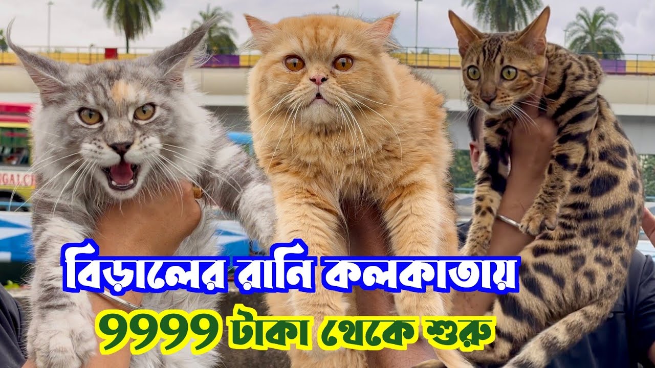 Maine Coon, Bengal & Persian Cat Price. Kolkata Cat Market. Cat Market in Kolkata.