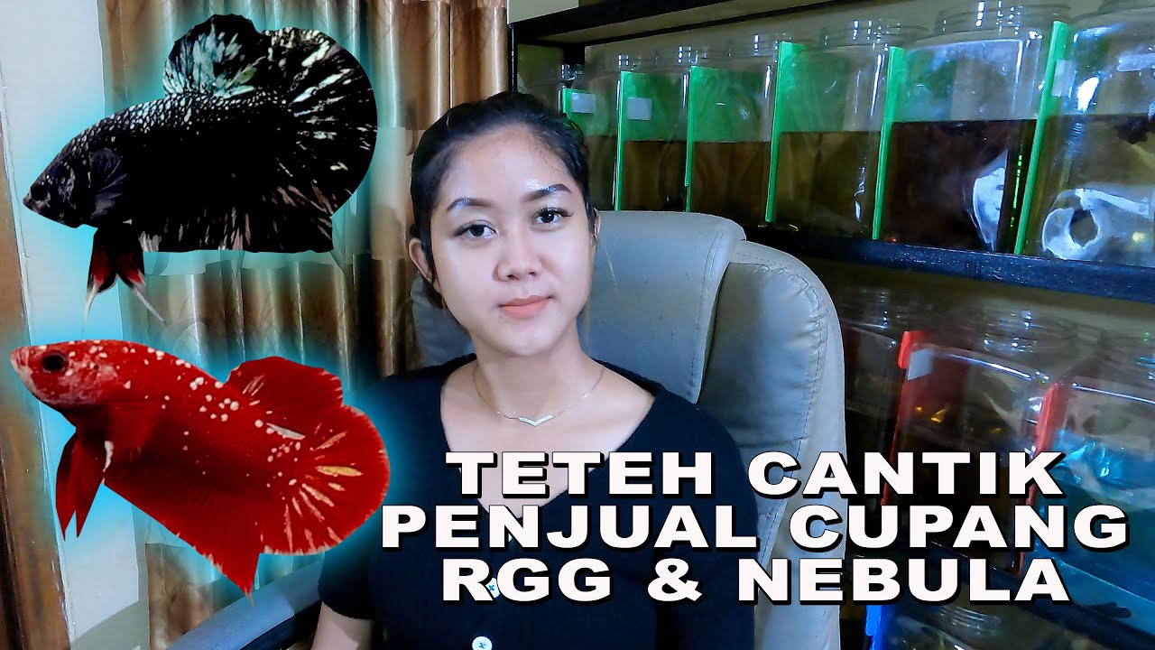 TETEH CANTIK PENJUAL CUPANG RGG DAN NEBULA