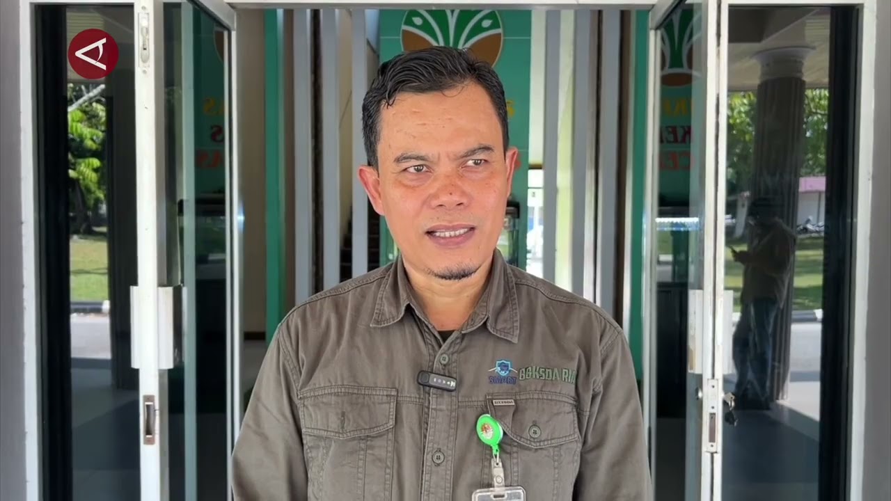 BBKSDA Riau evakuasi anak harimau Sumatera masuk permukiman   ANTARA News