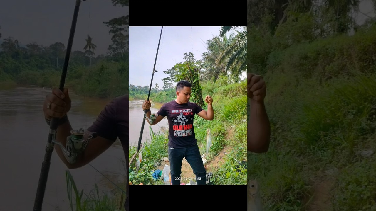Fish On ! 🎣🎣🎣 #sungaipahang #fishing #fishingbait #fishingvideo #umpanmancing #umpanjitu