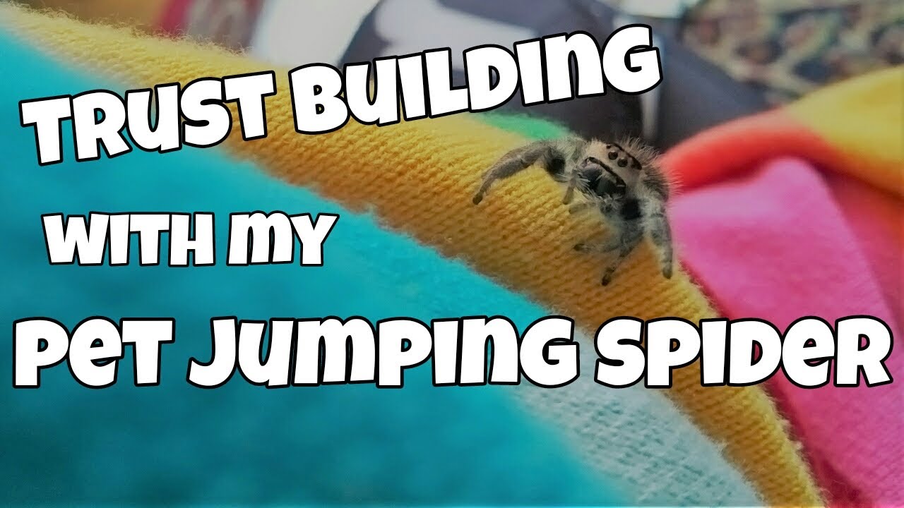 How to get a Jumping Spider to trust you!