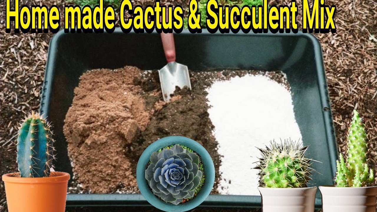Best potting mix for Cactus and Succulent :: Home made potting mix for cactus and succulent