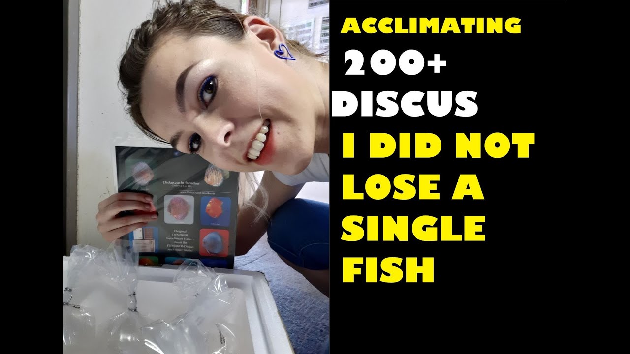 Best way to acclimate newly arrived fish I DISCUS DIVANA