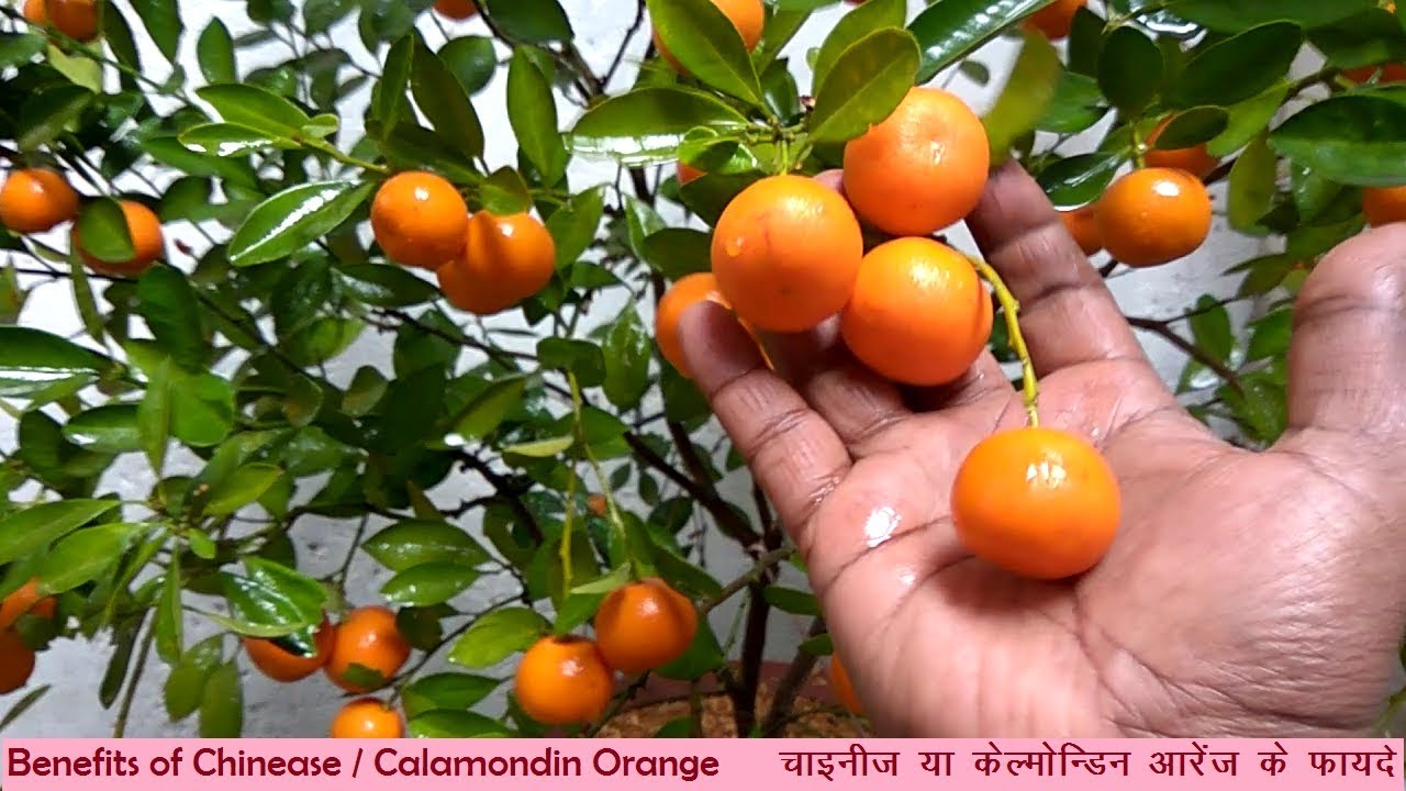 Health Benefits of chinese/calamondin orange/ CITY GARDENING