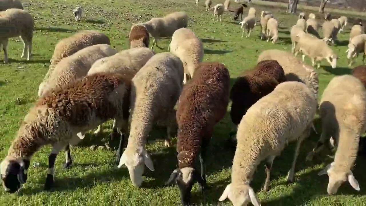 Moti mire edhe ne Maqedoni te Veriut 7 shkurt 2026 Opajë- Likovë