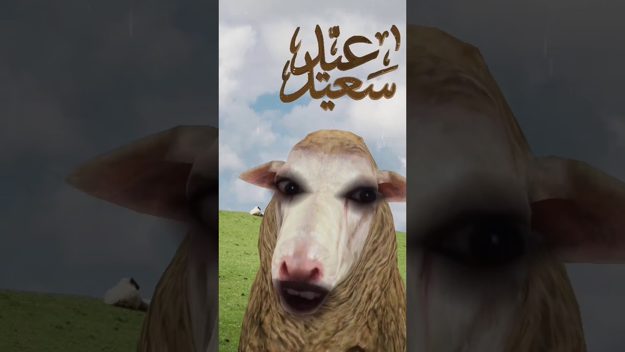 خروف العيد يحيكوم باع باع،،،،،😭🤣😂😂🤣