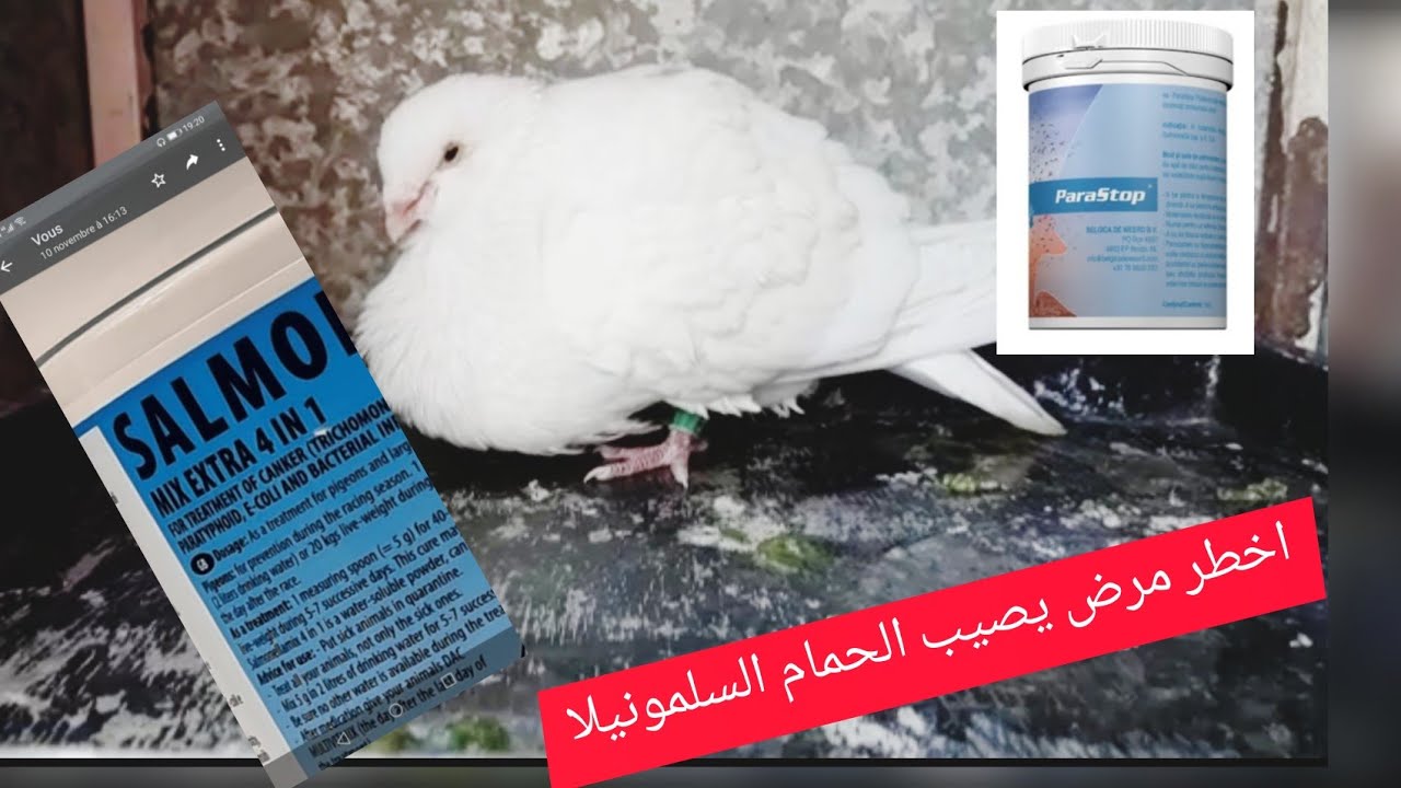البكتيريا القاتلة السالمونيلا  عند الحمام اوما يسمى