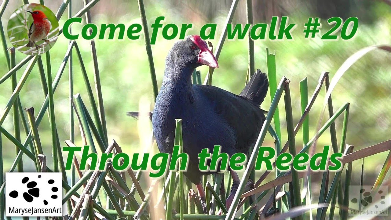 Birds in the Wetlands: Through the Reeds - Come for a walk in the Australian Bush Series #20