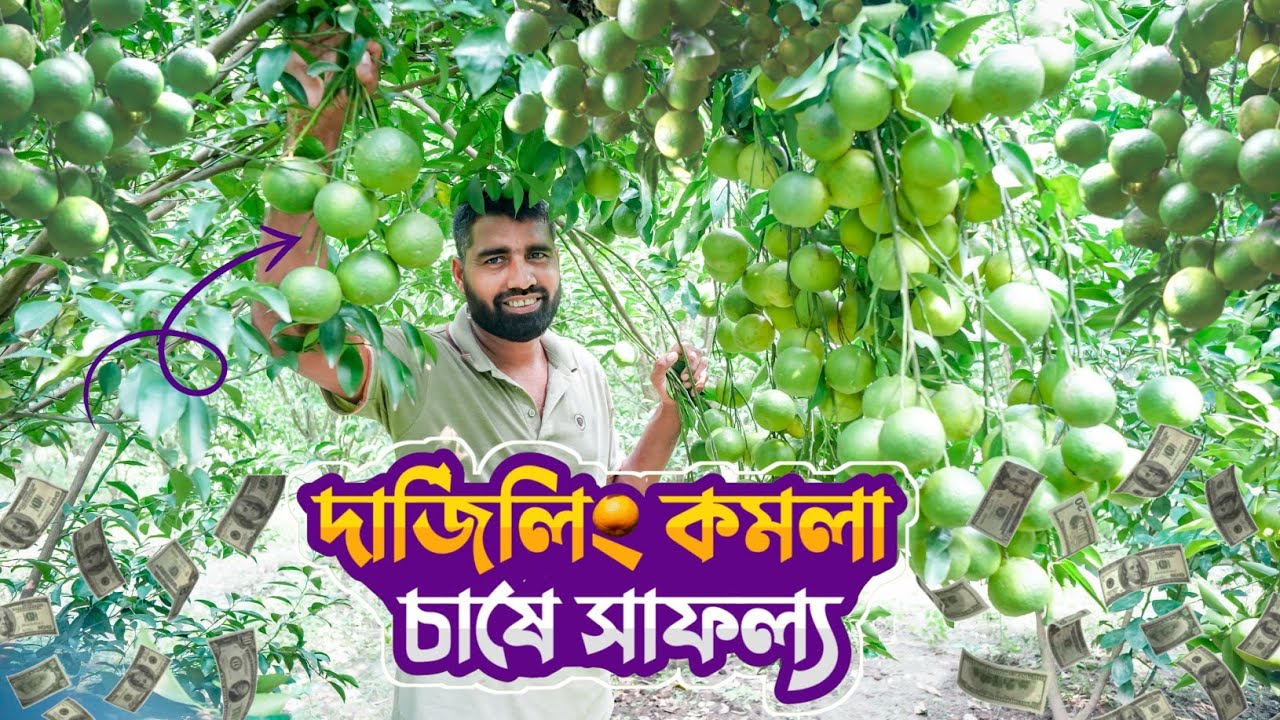 দার্জিলিং কমলা চাষে সফল প্রবাসী উদ্যোক্তা শাহিন | কিভাবে কমলা চাষ করবেন! NH_krishi tv