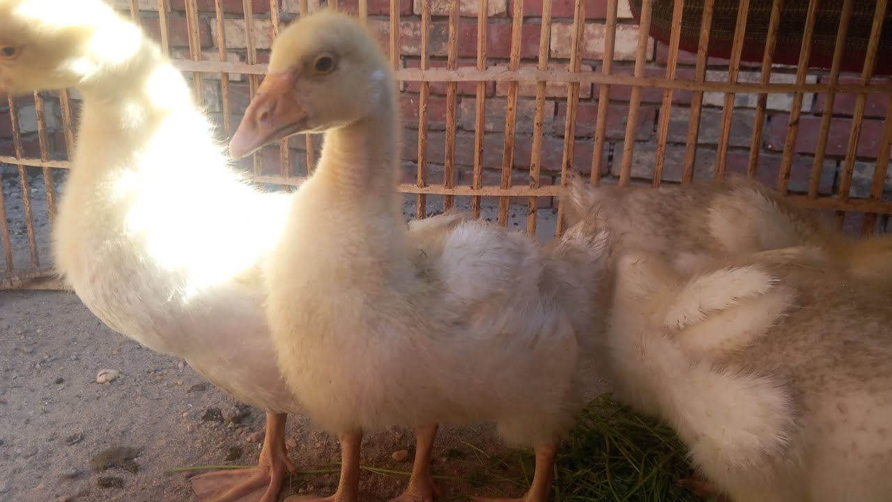 الوز بتاعنا كبر ماشاءالله ❤😍 تعاالووو شوفو الوز وجماله ❤🦆