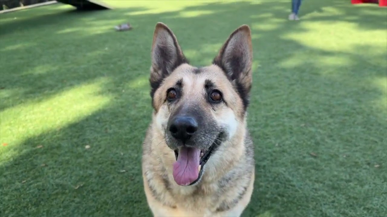 Pet of the Week with Fernando - Lola!