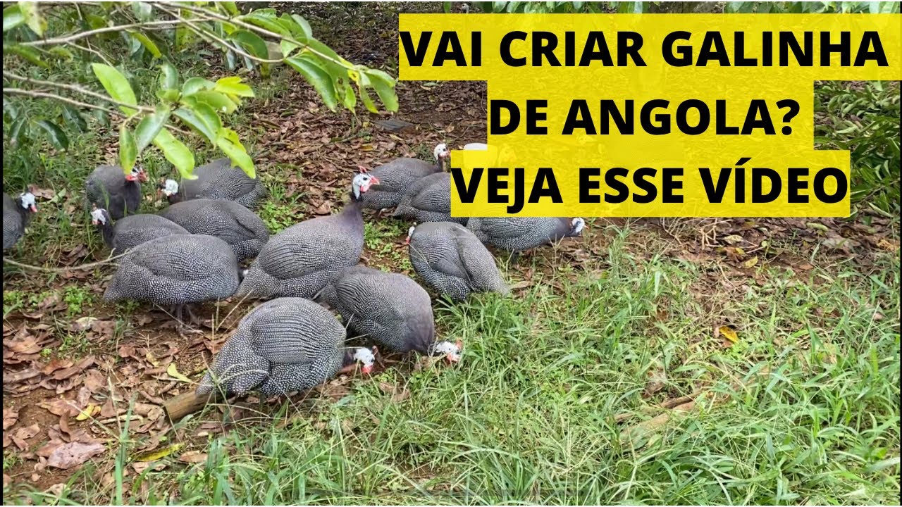 DICA DE COMO TER SUCESSO COM GALINHA DE ANGOLA COMO CRIAR GALINHA  DE ANGOLA | É FÁCIL CRIAR ANGOLA?