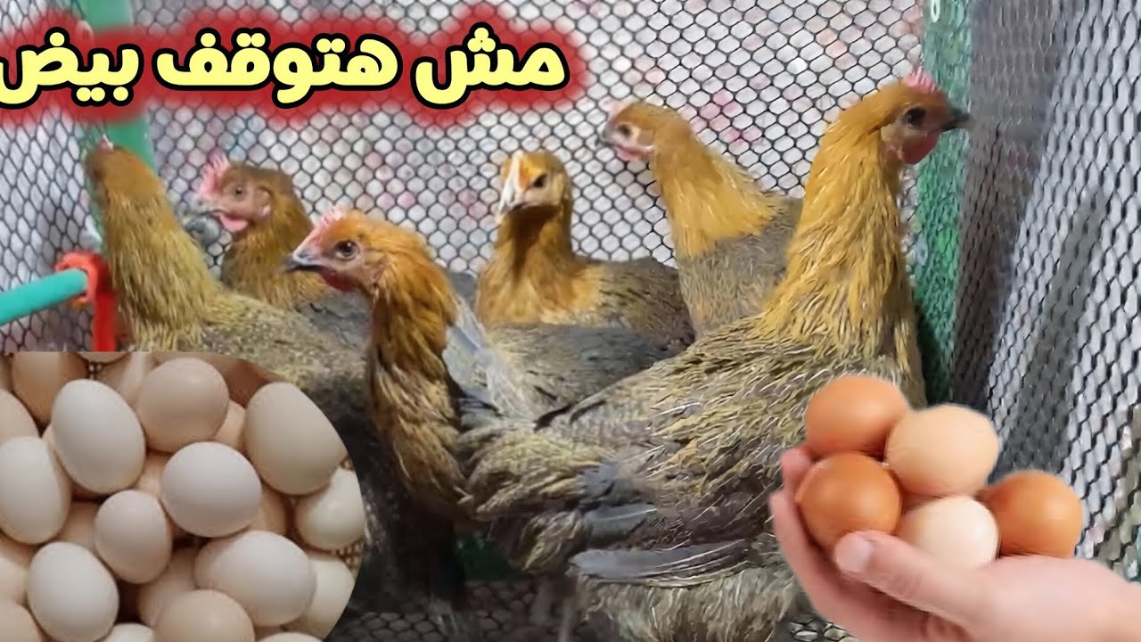 أسرار هتخلي الفراخ تمطر بيض 🐓🥚 وماتقطعش أبداً 🤫أسرع طريقة لزيادة إنتاج بيض الفراخ للضعف