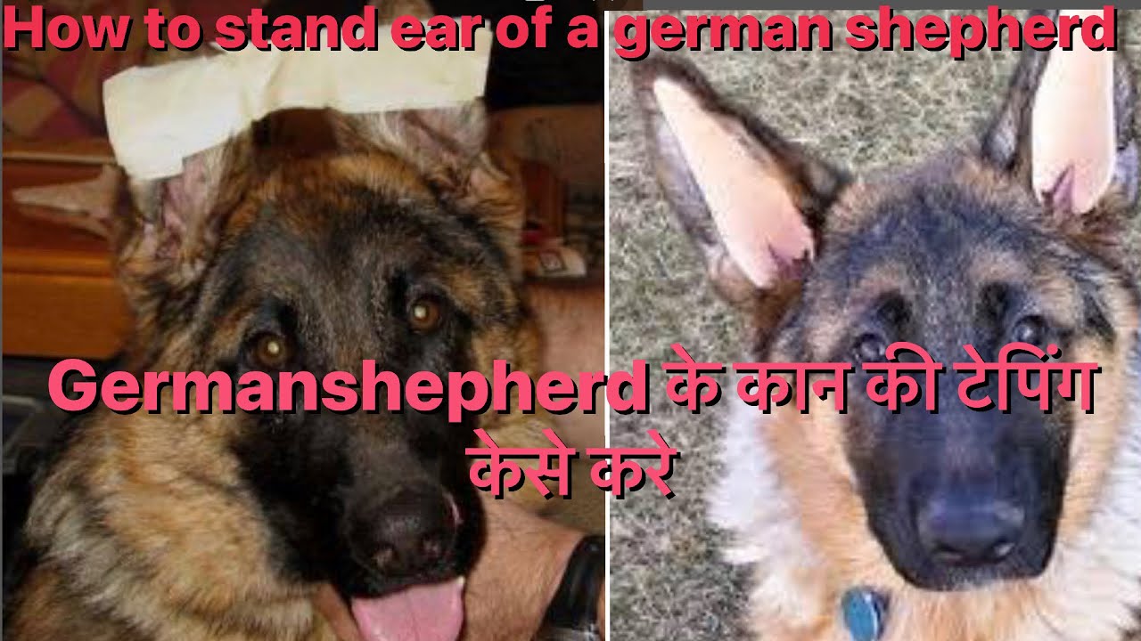 How to taping of German shepherd ear