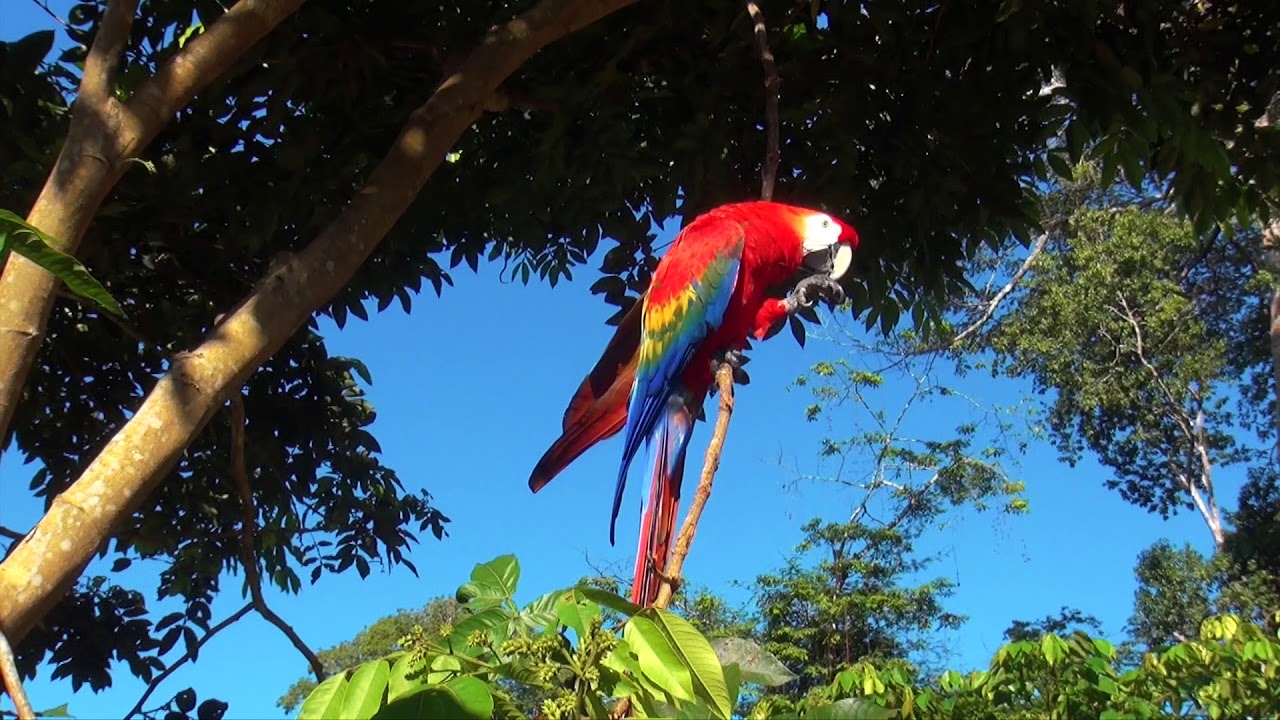 Knini Paati Suriname